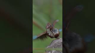 Wildlife film part2 Shot on Nikon Z8 birds wildlife nikonasia nikonindiaofficial telangana [upl. by Lesli]