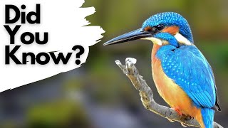 Things you need to know about KINGFISHERS [upl. by Anidal]