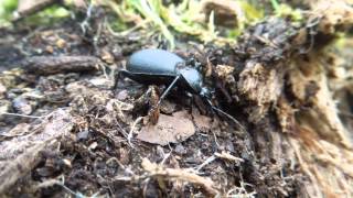 Cychrus caraboides  Ground Beetle  Laufkäfer [upl. by Sigfrid]