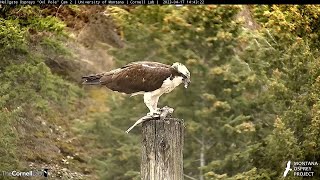 Iris The Osprey Takes Her Time Dismantling A Fish In Hellgate Canyon  April 17 2023 [upl. by Marlette]