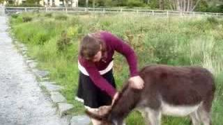 Donkeys in Ireland [upl. by Aynodal]