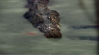 This Crocodile SHOWED OFF Brett Mann To His Friends Before Eating Him [upl. by Oruam]