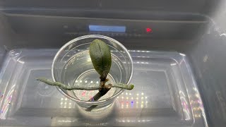 How to Propagate Phalaenopsis Orchids from Stem Cuttings  Phalaenopsis Orchid Propagation from Stem [upl. by Aihsinyt]