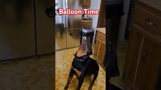 Let Me Show You My Magic Trick cuteanimal rottweiler pets cutepuppy doglover funny shorts [upl. by Dion]