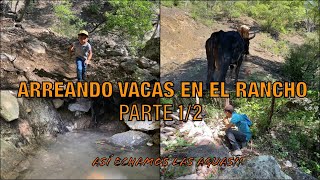 ARREANDO VACAS EN EL RANCHO🐄🏞️DANIEL ME ACOMPAÑO Y ESTO PASO ✌🏽🍀 [upl. by Enialb]