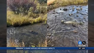 Salmon spotted in Klamath River after more than a century [upl. by Allissa]