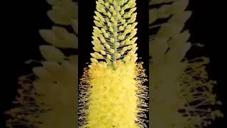 PAGODA FLOWER Every 400years once shorts trending viralvideo shortsfeed youtubeshorts [upl. by Amary]