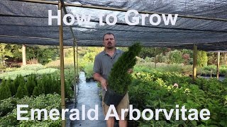 How to grow Emerald Arborvitae Thuja occidentalis Smaragd with detailed description [upl. by Kenny]