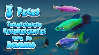 3 PECES TRANGÉNICOS FLUORECENTES PARA ACUARIOS DE AGUA DULCE acuarios glofish [upl. by Ybor]