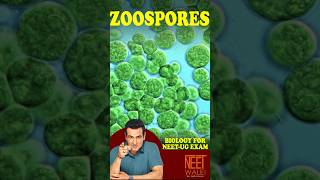 What are Zoospores Zoospore Formation In Algae  Asexual Reproduction neet ncertbiology science [upl. by Peedus]