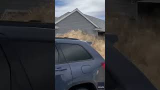 Large tumbleweeds sweep through neighborhood cover houses Shorts [upl. by Koch831]