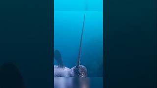 Reality Of Narwhal Whales Horn [upl. by Dez]