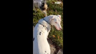 Deaf and blind dog checks to make sure owner is nearby [upl. by Alya]