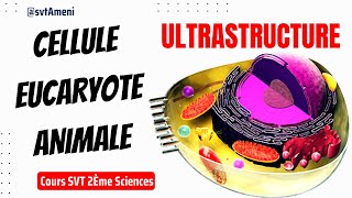 Ultrastructure de la cellule eucaryote animale ce que vous devez savoir [upl. by Adnarb]