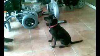 attaque chien mechant rottweiler pitbull combat de chien lamalou les bains [upl. by Meredi]