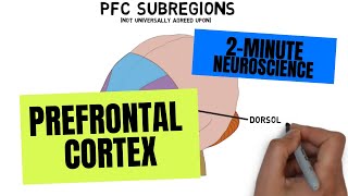 2Minute Neuroscience Prefrontal Cortex [upl. by Coady188]