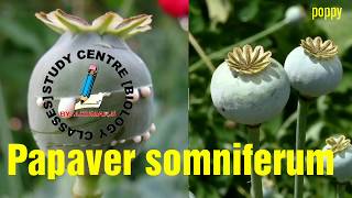 poppyPapaver somniferum [upl. by Cameron]