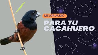 CACAHUERO CANTANDO SPOROPHILA ANGOLENSIS [upl. by Basset]