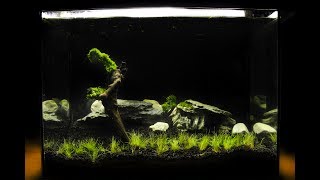 27 L planted aquarium timelapse and progress in 5 monthsmy first planted aquarium [upl. by Notsecnirp634]