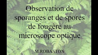 Dissection et observation des sporanges de fougère [upl. by Cottle]