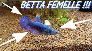 Présentation de mon nouveau COMBATTANT BETTA SPLENDENS FEMELLE AQUA RELAX [upl. by Ernestus824]