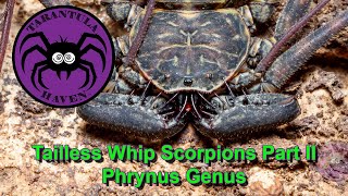 Tailless Whip Scorpions Part II Phrynus Genus [upl. by Etep]