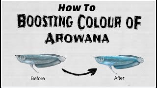 How To Boosting Colour Of Arowana [upl. by Atnek]