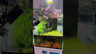 Waterfall Aquarium set up  New fish tank ideas Malayalam aquarium fishingfreaks meenpidutham [upl. by Adnav]