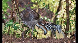 Mimicking sounds of the Lyrebird [upl. by Jac77]