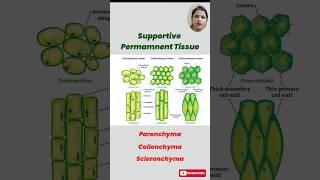 Understanding Permanent Tissues in Plants Parenchyma Collenchyma amp Sclerenchyma Explained [upl. by Austine]