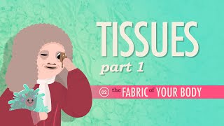 Tissues Part 1 Crash Course Anatomy amp Physiology 2 [upl. by Merola182]