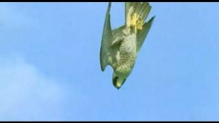 Pigeon vs Peregrine Falcon  Animals The Inside Story  BBC [upl. by Hosbein]