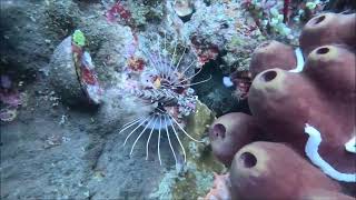 SEA TURTLE SEASON SCUBA DIVING AT EAGLE POINT ANILAO BATANGAS [upl. by Ahsatin]