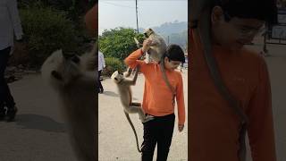 Ham icecream khane nahi denge  sararati baby langur [upl. by Oaoj]