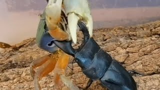 rainbow crab vs stag beetleDorcus titanus yasuokairound2 [upl. by Enitsirc]