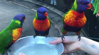 Feeding The Lorikeets At Currumbin Wildlife Sanctuary  Gold Coast Attraction [upl. by Rechaba]