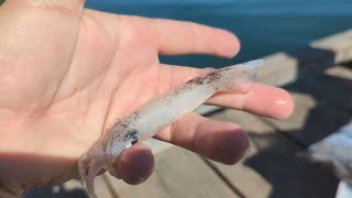 squid fishing Ucluelet BC squidgames [upl. by Barthelemy]