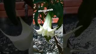 Brugmansia suaveolens Trompetero Toe Floripondio blanco Sagrada planta maestra nativa de Amaruka [upl. by Eemiaj]