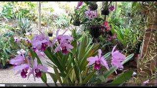 CATTLEYA LAELIA PURPURATA V SCHUSTERIANA ORCHID GARDEN AUSTRALIA [upl. by Maurilla]