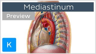 Mediastinum Anatomy amp Contents preview  Human Anatomy  Kenhub [upl. by Gnemgnok]