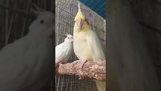 Cockatiel Lovers 🥰  Cockatiel Guide videos Calopsitasmansa CockatielsCraze [upl. by Sluiter]