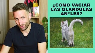 ¿Cómo vaciar las glándulas anles de un gato [upl. by Paik764]