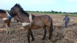 GETQom  Arado de mancera [upl. by Shannah]