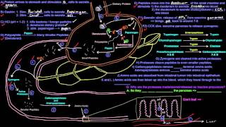 Protein  Amino Acid Metabolism Part 2 of 8  Dietary Protein Breakdown [upl. by Felice]