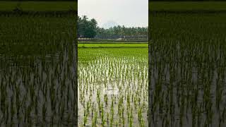 palakkad kollengode paddyfields nature villagelife  Beautiful village [upl. by Rafferty]