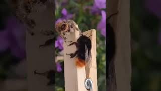 Bumblebee vs Jumping Spider A Fascinating Encounteryoutubeshorts shortvideo shorts science [upl. by Hegarty780]