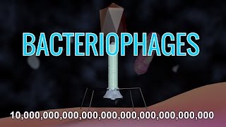 What Are Bacteriophages amp How Do Phage Viruses Work w Animation [upl. by Binnings191]