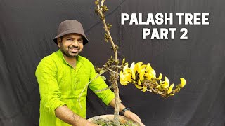 Palash tree butea monosperma grow and care in container UPDATE PART2 [upl. by Rubenstein]