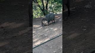 Javelinas and Chickens grateful soulhealing abundant happytrails blessed loved thankful [upl. by Hanafee]