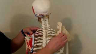 Rhomboid Muscle Actions and HOW Clavicular Joints Determine Motion [upl. by Ziguard740]